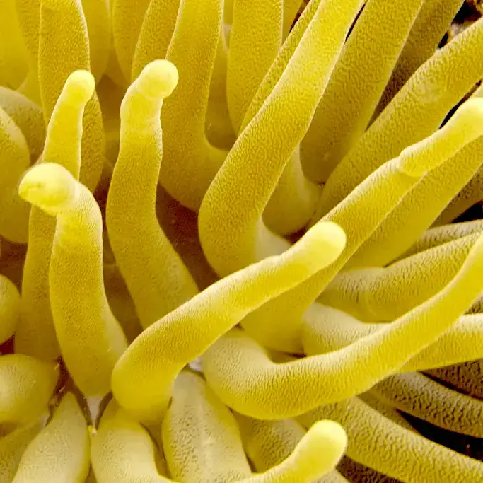 Reef diving in Cozumel and the Mexican Caribbean